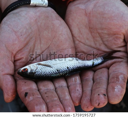 
little silverfish in human hands