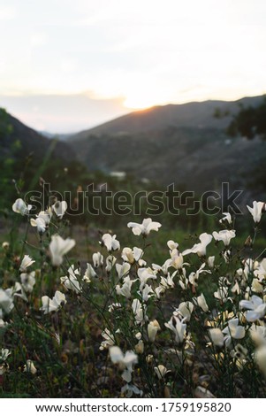 Close up of white wildflowers on the mountain in an impressive sunset in summer holidays. Selective focus