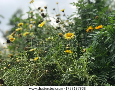 Yellow garden chamomile.
Daisy got its name from the Latin word Matricaria, which in translation means "uterine grass". 