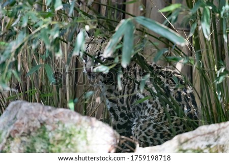 ocelot camouflaged in bamboo, ocelot hides in vegetation