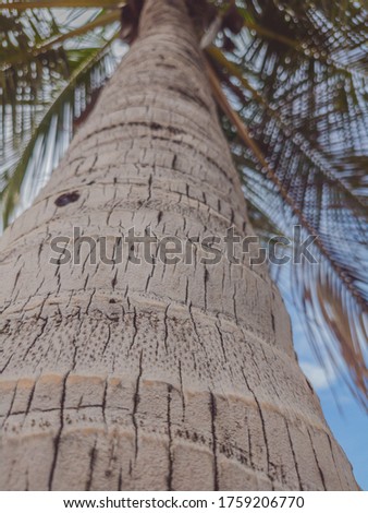 Close up shot of the bark from the palm tree trunk against the background of blue sky. Stories vertical format