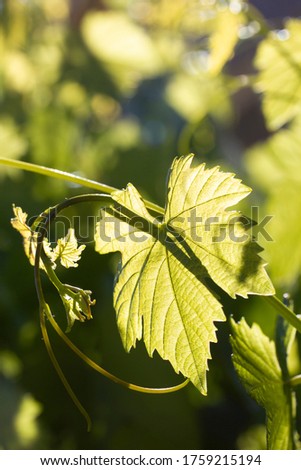 green vine leaves in sunlight
