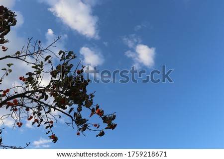 Clear sky and persimmon tree pictures