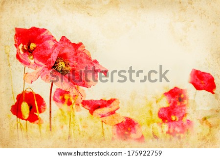 Poppies blooming on meadow - red spring flowers on vintage paper. Red poppy blossom in springtime at grange texture background.