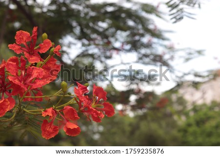 Delonix regia (Hook.) It has compound, broad leaves. Flowers are visited by Leaf-cutter and Resin Bees. Flamboyant is a photoautotroph.