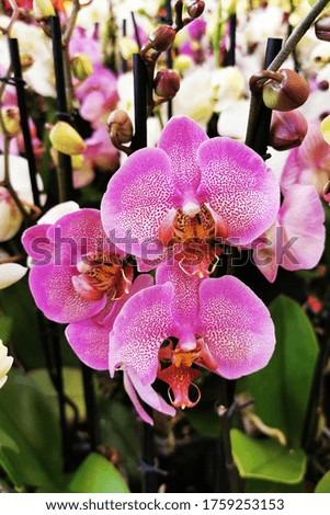very nice orchid flower texture in the garden 