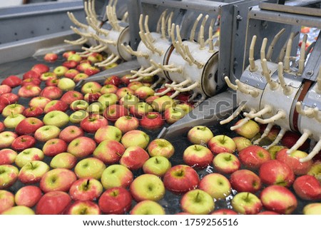 transport of freshly harvested apples in a food factory for sale 