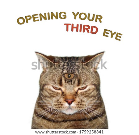 The beige cat has got three eyes. Open your third eye. White background. Isolated.