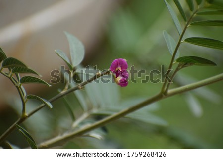 Panicled Tick Trefoil (Desmodium paniculatum) Bean family (Fabaceae).  Royalty-Free Stock Photo #1759268426
