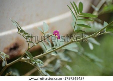 Panicled Tick Trefoil (Desmodium paniculatum) Bean family (Fabaceae).  Royalty-Free Stock Photo #1759268429