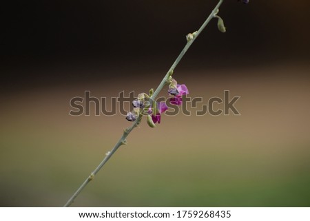 Panicled Tick Trefoil (Desmodium paniculatum) Bean family (Fabaceae).  Royalty-Free Stock Photo #1759268435