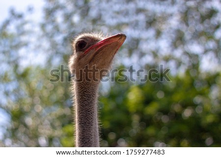 Photo of the head and neck of an African ostrich on a background of a blurry trees and cage (photographed from a low point). He is looking at the photographer. The weather is sunny in a zoo.
