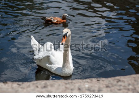 Photo of a swan on the lake. 
Рe looks at the photographer and swims near the shore. One duck is on the back on a blurred background.  The weather is sunny in a zoo.