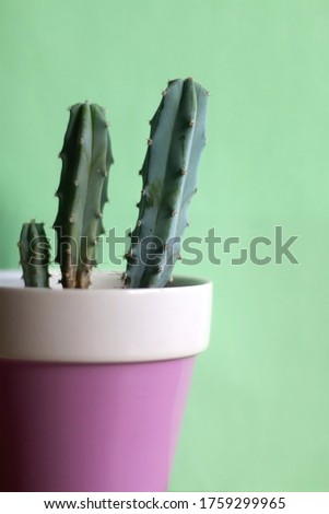 Potted cactus in front of a pastel green background. Selective focus.