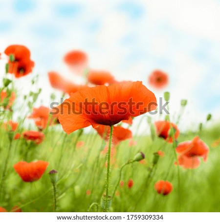 Wild poppies. Field of red poppies.