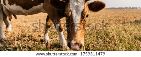 horizontal concept of bull with horns standing on field