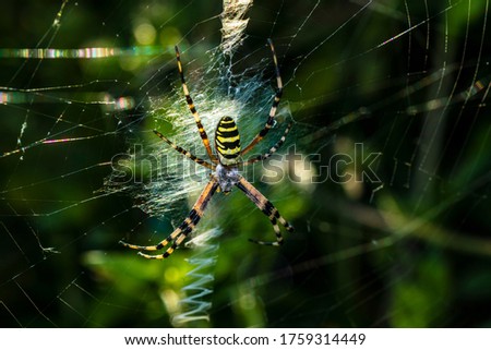 a macro-*photo of a big female spider waiting for prey to get stuck webs