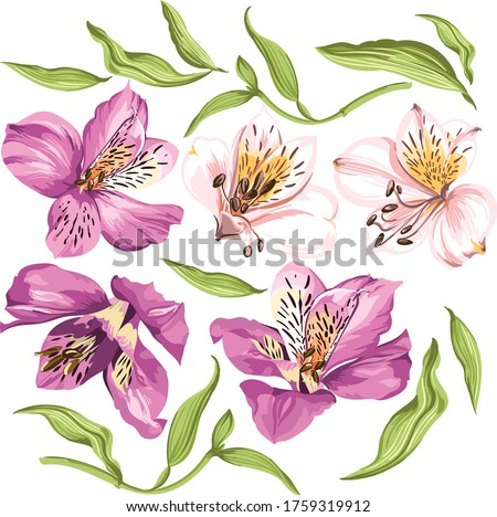 Vector Alstroemeria flowers in pink shades, isolated buds with leaves Royalty-Free Stock Photo #1759319912