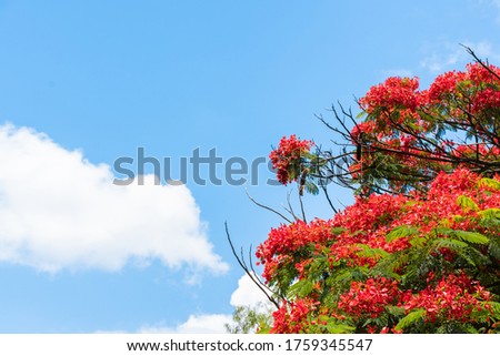 Delonix regia tree crown on bright summer day with clear blue sky on background  and copy space. Summer background with blooming tree. Plant species name - Delonix regia (Hook.) Raf. Stock photo.