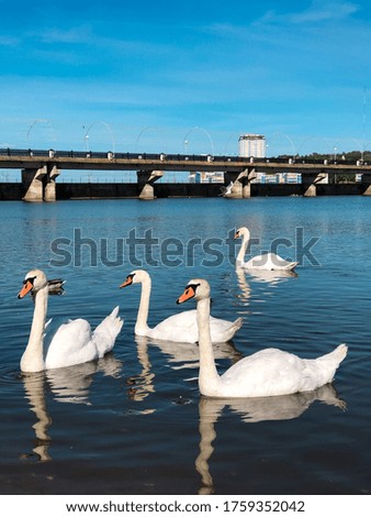 White swans swim on the Bay