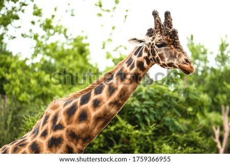 Wild Animals - Giraffe (Safari Park)