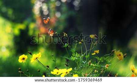 Butterflies and flowers in the forest One morning, there is a light sunshine, good weather, suitable for tourism to admire nature. Soft focus and background blur