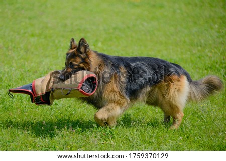 Training training Long-term German shepherd bite on a sunny summer day, a protective sleeve in the dog’s teeth Royalty-Free Stock Photo #1759370129