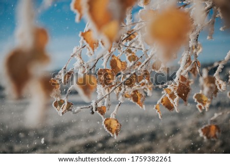 A closer shot of autumn leaves covered by frost