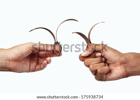hand holding flying seed isolated on white background
