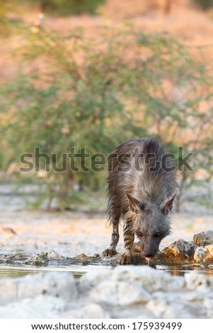Brown hyena drinking from waterhole, Kalahari, South Africa