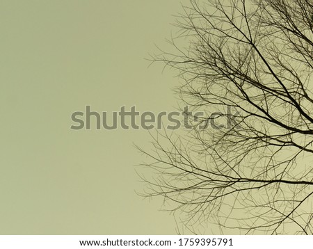 The tree branches and sky.
