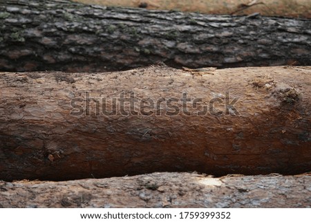 Pine logs lying on top of each other