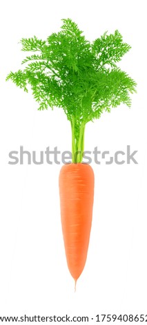 Fresh whole carrot with leaves isolated on a white background. Clip art image for package design.