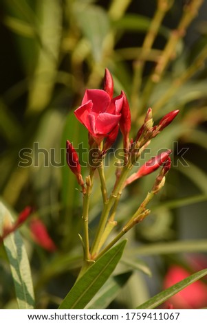 Oleander flower with evergreen ,Beautiful blossoms, of fragrant pink flowers in bunches