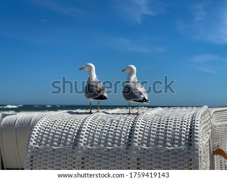 Two sea gulls sitting on a top of white beach chair strandkorb and look on Baltic Sea on a beach on island Ruegen Royalty-Free Stock Photo #1759419143