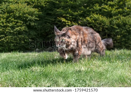 Maine Coon cat hunting in the summer sunny park. 