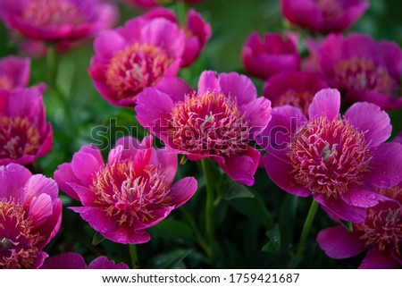  Group pink small expanded treelike peony close up