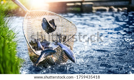 Trouts fishing with coopnet. Fish caught into a fishing net. Royalty-Free Stock Photo #1759435418