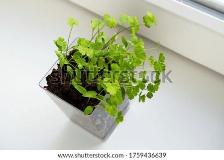 Parsley seedlings on windowsill. Home planting and food growing, microgreens in transparent pot. Selective focus, top view