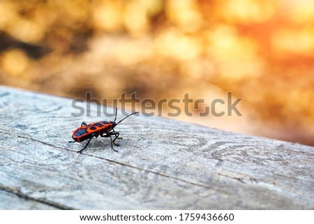 Back view of firebug, Pyrrhocoris apterus on wood trunk. Copy space, selective focus.