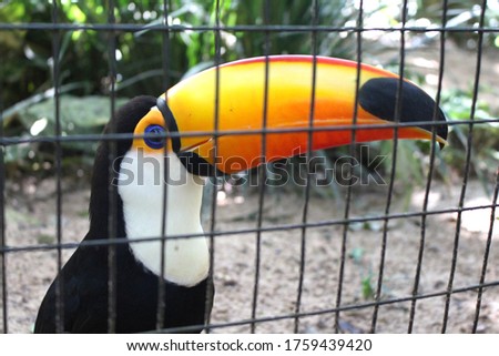 Toucan exotic bird in captivity