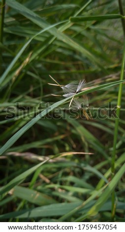 Delicate dandelion seeds trapped in green grass. Natural background.