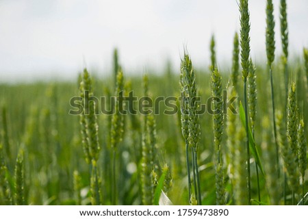A green spikelet of wheat stood out in a blurred wheat field. Oats, rye, barley. Juicy fresh unripe ears of young green ears on nature in spring or summer, close-up of a field. Banner for website