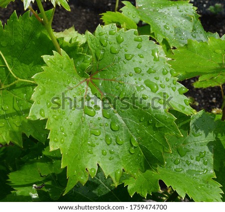 Beautiful water drop on leaf at nature close up macro