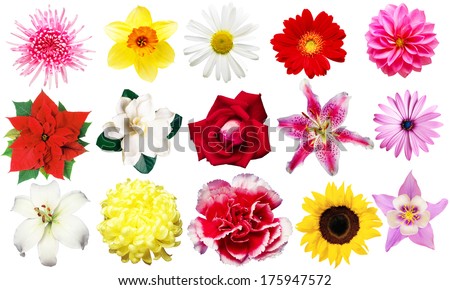 Different flowers Royalty-Free Stock Photo #175947572