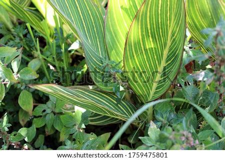 Green tree plants and leaves