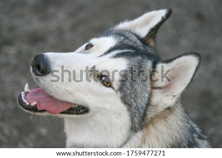 portrait and head shot of a grey and white brown eyed siberian husky