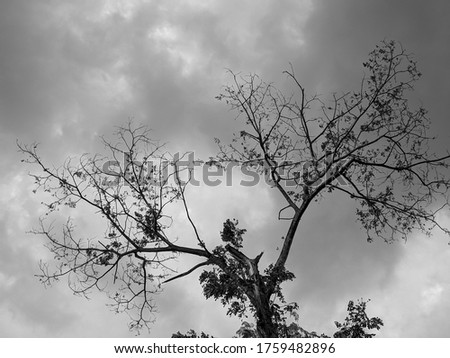 Photo black and white of dry tree branches against a background of cloudy skies.