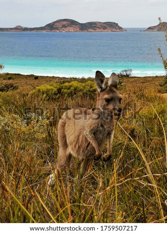 Jumping Kangaroo in Lucky Bay, WA Australia