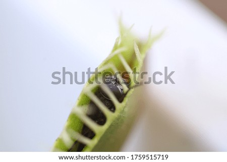 
Venus flytrap macro photo insect